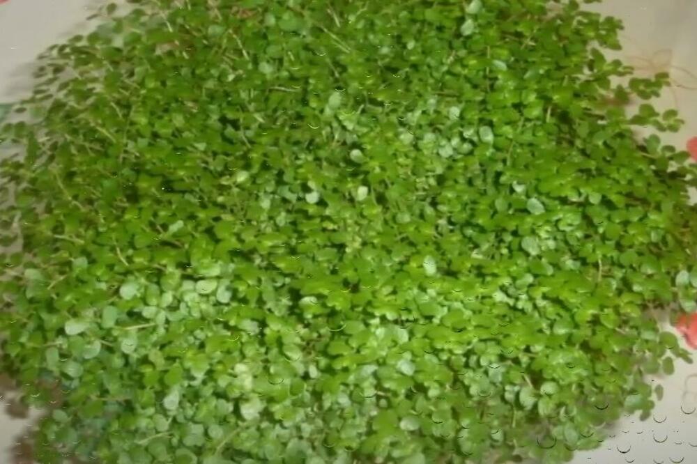 AKO IMATE OVU BILJKU ODMAH JE RAZMNOŽITE I RAZDELITE: Veruje se da DONOSI OVU STVAR svima koji je NABAVE