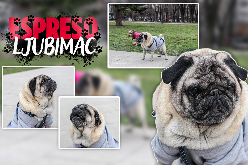 UPOZNAJTE RIČARDA, NAJSLAĐEG MLADOŽENJU U BEOGRADU: A tek da vidite ko mu je NAJBOLJA PRIJATELJICA (FOTO)