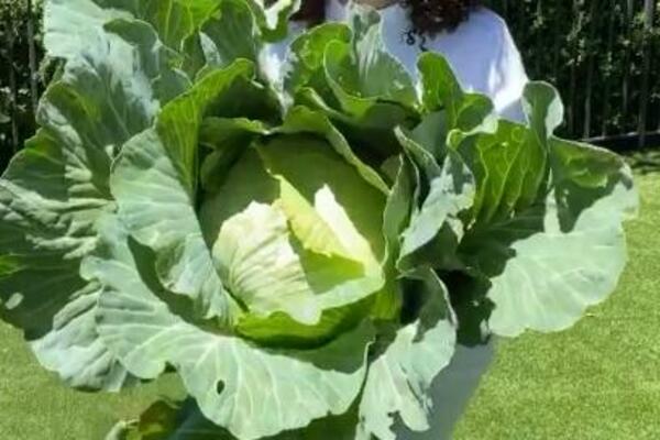 UZ OVU SUPU JE OPRA VINFRI SKINULA 20 KILOGRAMA: Zovu je ČAROBNOM, nedeljno se gubi i po 5 KILA