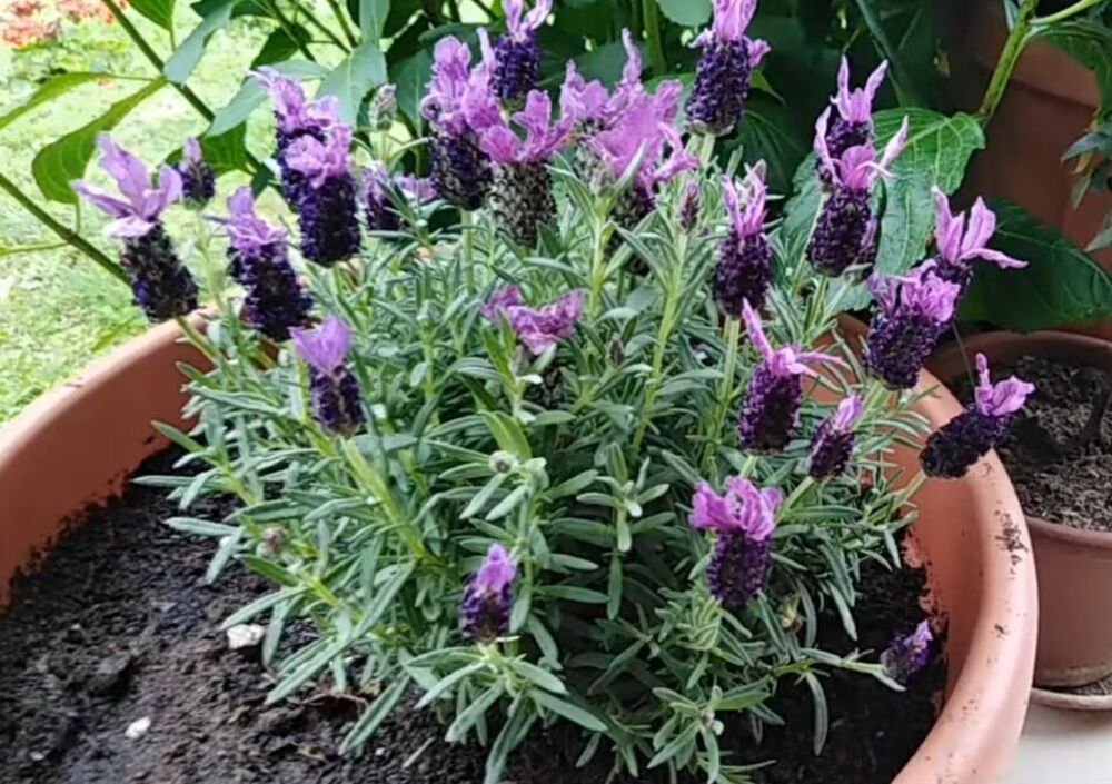 Lavanda