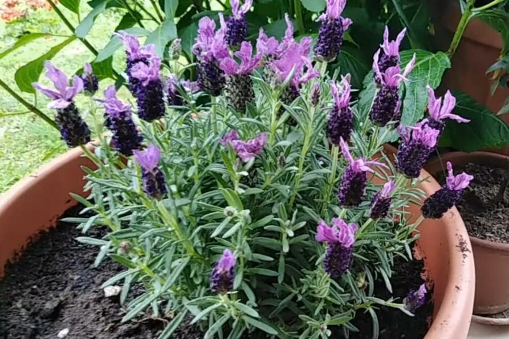 OVA BILJKA JE TOLIKO LEPA, A MALO KO ZNA KAKO SE ODRŽAVA: Da bi vam OPSTALA tokom ZIME morate ovako da je ZALIVATE