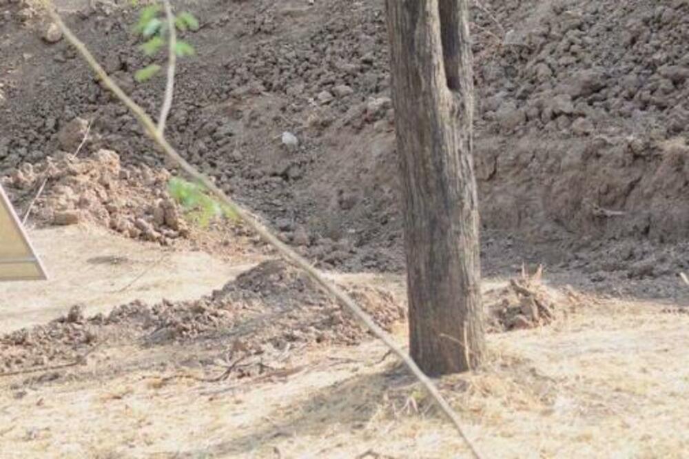 MOZGALICA KOJU NIKO NE MOŽE DA SAVLADA DOK NE POGLEDA REŠENJE: Pronađite LEOPARDA na fotografiji