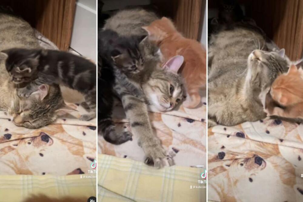 VETERINAR OTKRIO DA LI SE MAČKE PARE SAMO U FEBRUARU: Evo kakve ZVUKOVE čujete pod prozorom