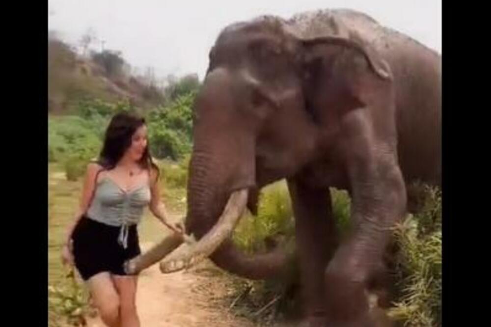 UZNEMIRUJUĆI SNIMAK: Provocirala slona bananom, pa NADRLJALA kad je GRDOSIJA izgubila strljenje (VIDEO)