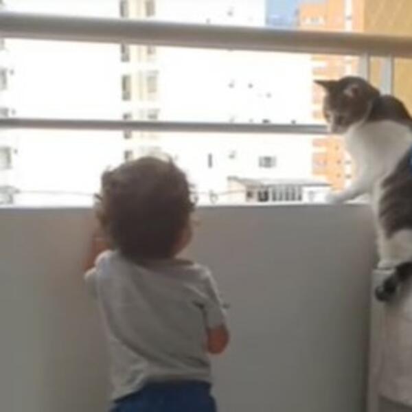 DEČAK HTEO DA SE POPNE NA OGRADU, A ONDA MU JE PRIŠLA MAČKA: Spasila mu je život, gledajte samo (VIDEO)