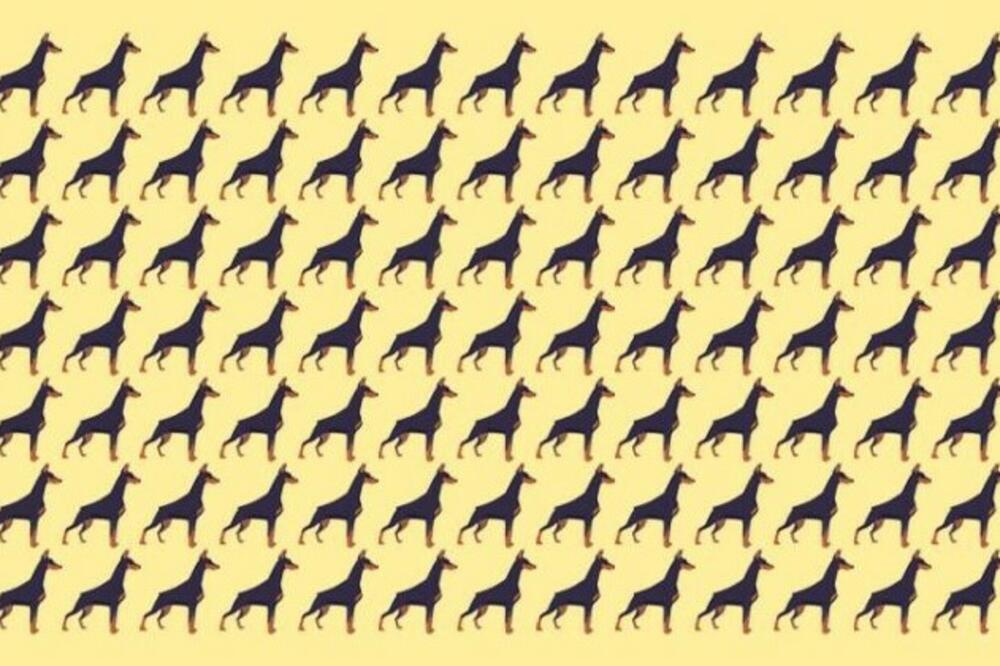 TESTIRAJTE IQ ZA 20 SEKUNDI: Da li ste našli PSA koji DRUGAČIJE STOJI? (ODGOVOR JE U TEKSTU)