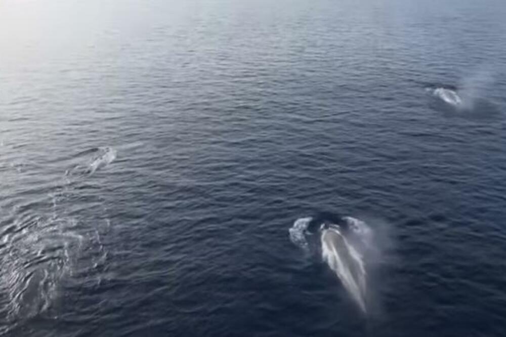 OGROMNO MORSKO STVORENJE STIGLO U HRVATSKU: Još se ne zna o kojoj se VRSTI RADI, objavljeno UPOZORENJE! (FOTO)