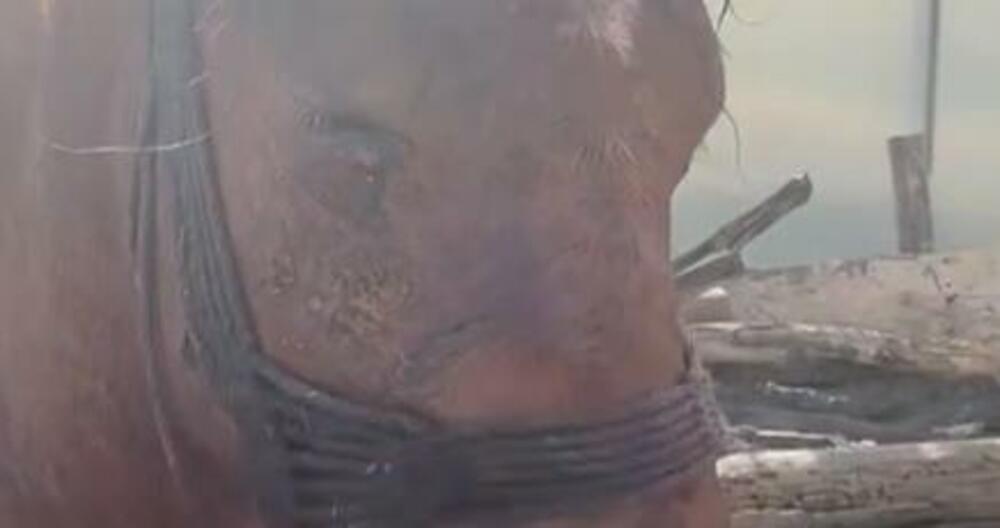 Kobila, Stajkovac, Vlasotince, Konj