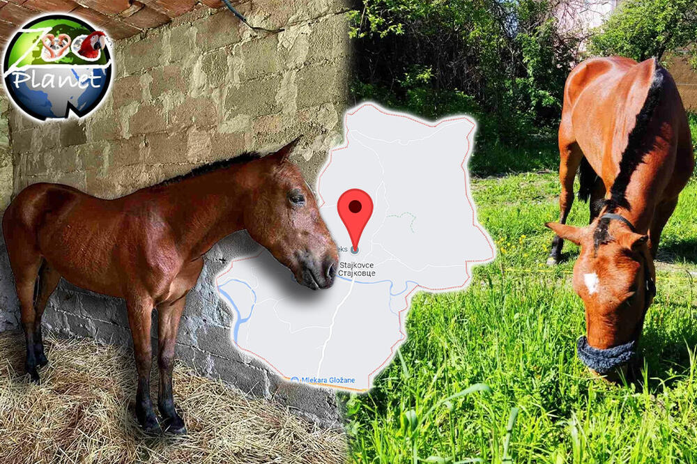 KOBILA AURELIJA TUČENA JE DO IZNEMOGLOSTI: Iz ZOO Planeta za Espreso otkrili u kakvom je sada stanju! (FOTO)