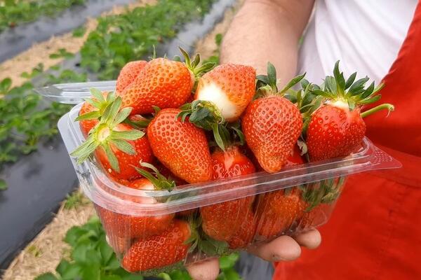 SOČNE I PRESLATKE DOMAĆE JAGODE BACILE "PLASTIČNE" U DRUGI PLAN: Iako je cena PAPRENA, sve što stigne se proda!