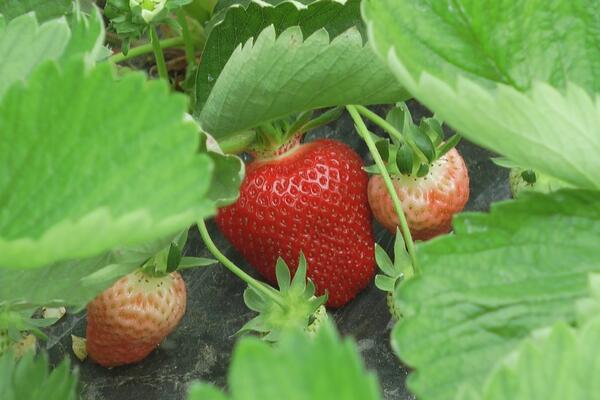 USRED LETA JAGODE MOŽETE ZASADITI I NA TERASI: Toliko je lako da će vam biti žao što RANIJE NISTE ČULI ZA OVO