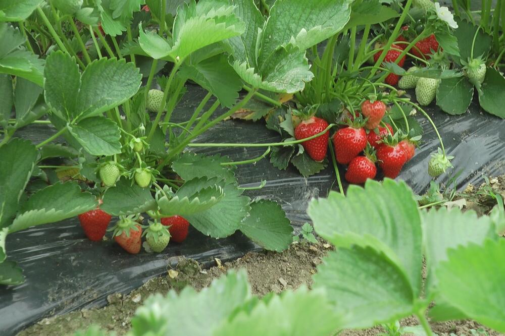 DRAGANA IZ ŠAPCA IMA JAGODE "ŠAMPIONKE": Ne može da stigne da nabere, samo traže JOŠ, u ovome je CAKA!