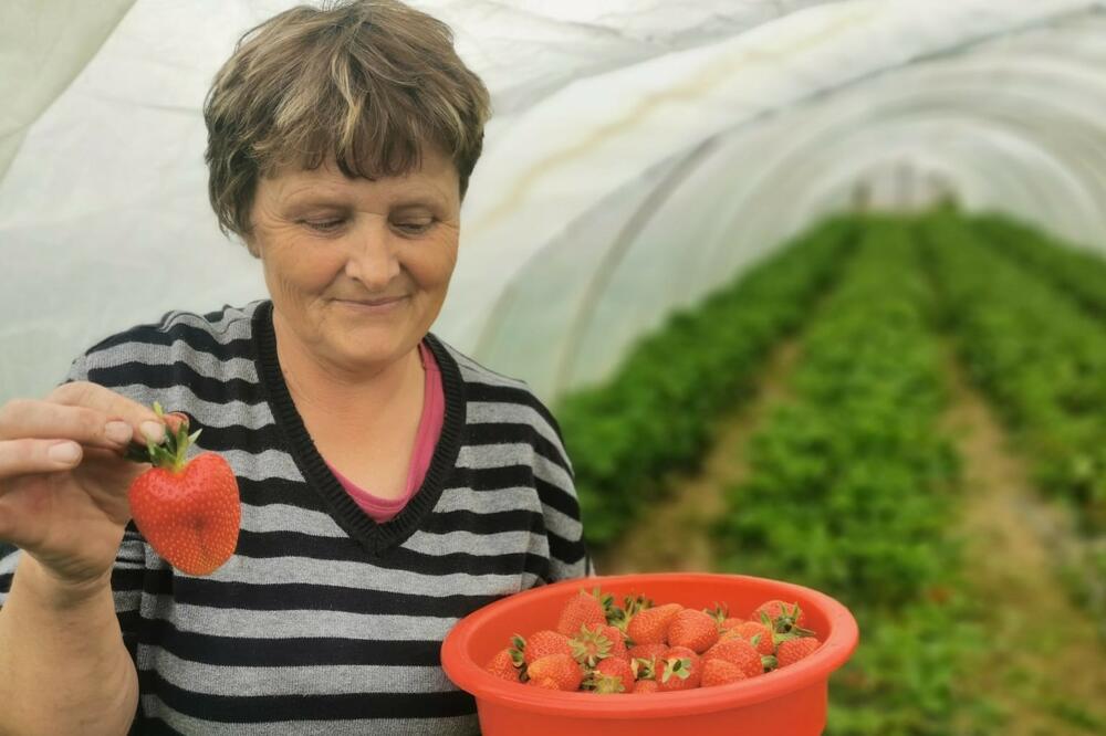 U OVOM SRPSKOM SELU RAĐAJU JAGODE VELIČINE ŠOLJICE ZA KAFU: Borišićima je ovo NAJSLAĐI DINAR u sezoni (FOTO)