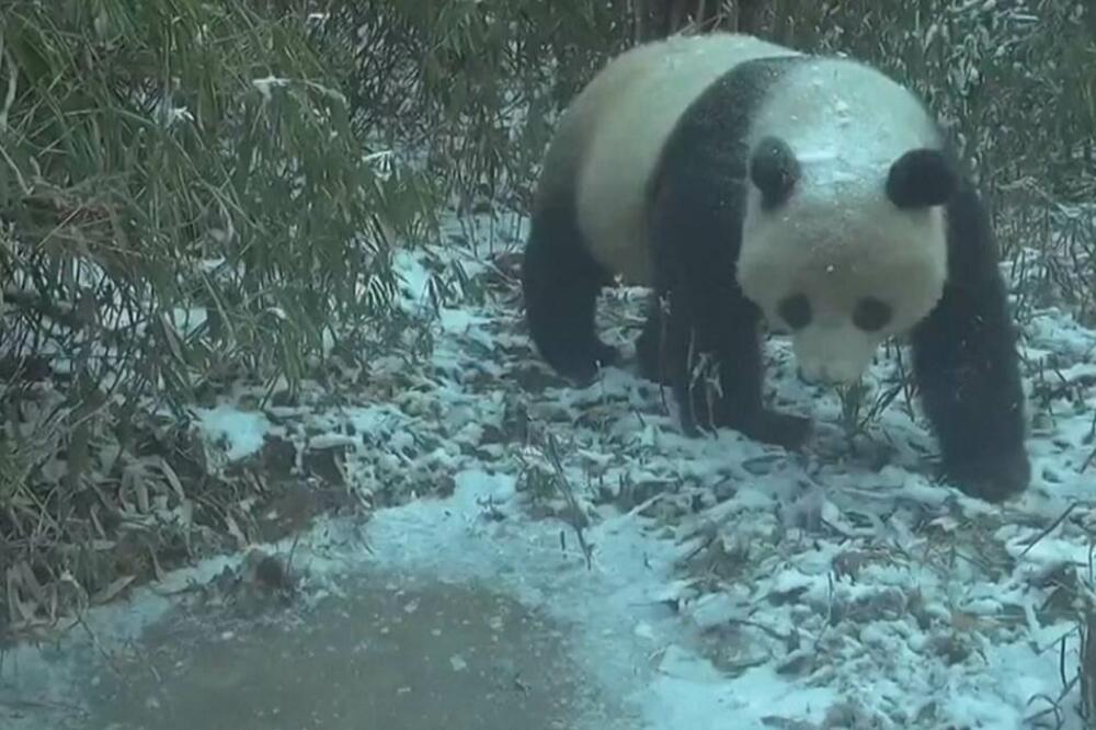 Svakodnevni život divljih džinovskih pandi