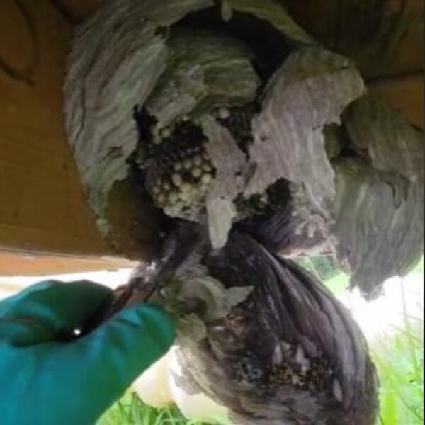 OVAJ SNIMAK POKAZUJE KAKO IZGLEDA GNEZDO STRŠLJENOVA IZNUTRA: Nije za svačiji ŽELUDAC (VIDEO)