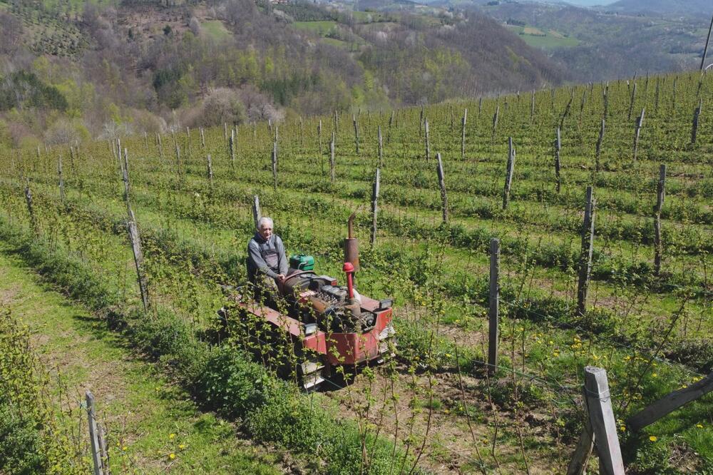 Dnevnica ide i do 6.000 dinara, a radnika ni na vidiku! Vlasnici voćnjaka daju i više, sve zavisi od ovog faktora