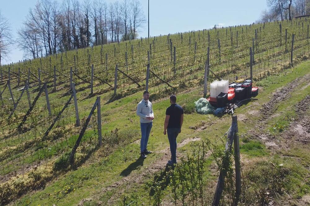 OVI VOĆARI I HLADNJAČARI TRAŽE POMOĆ: Ove godine obrali ogroman GUBITAK, država mora da PRESEČE!