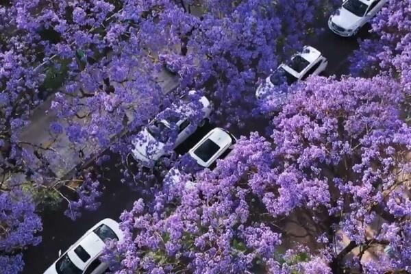 „Ekonomija cveća” podstiče prolećni turizam