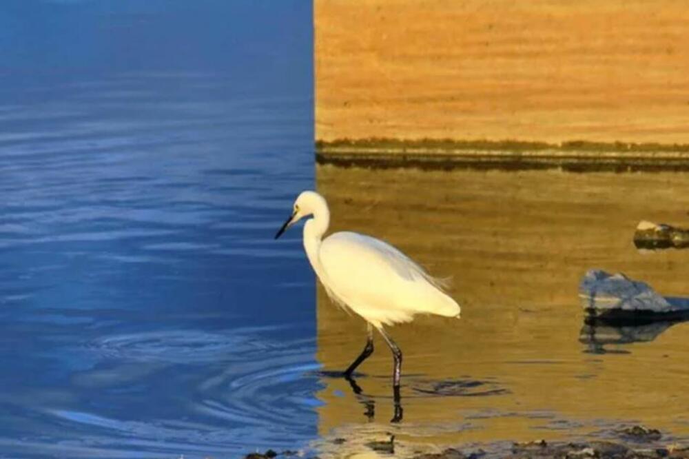 OVA OPTIČKA ILUZIJA JE ZALUDELA LJUDE ŠIROM SVETA: Samo retki shvate u čemu je ŠTOS, pokušajte