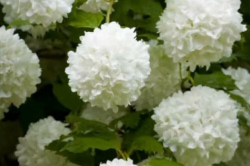 OVU BILJKU IMA SVAKO VEĆE DVORIŠTE: BUJAĆE KAO LUDA samo ako uradite JEDNU stvar