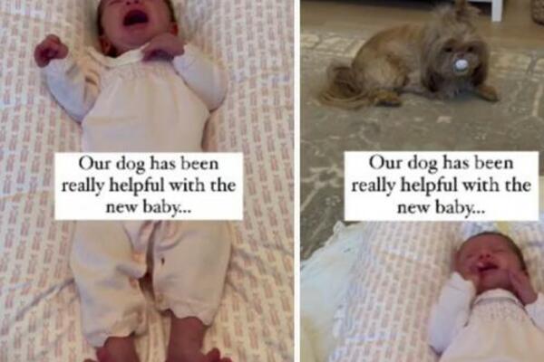 NA KRATKO SU OSTAVILI PSA SAMOG S BEBOM, A ONDA SAMO ZAČULI VRISAK: Majka nije mogla da VERUJE šta VIDI... (VIDEO)