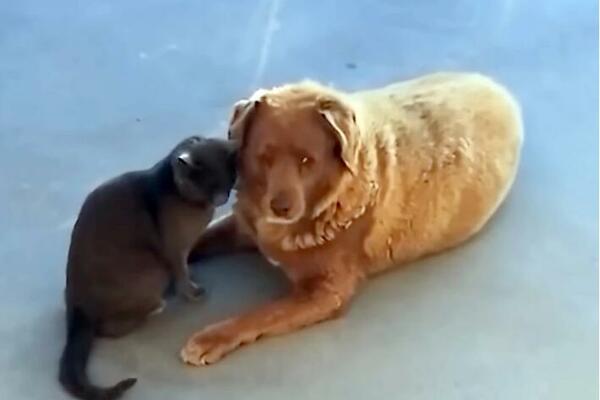 BOBI JE NAJSTARIJI PAS NA SVETU I UŠAO JE U 4. DECENIJU ŽIVOTA! Njegov vlasnik je DUGOVEČNOST pripisao OVOME