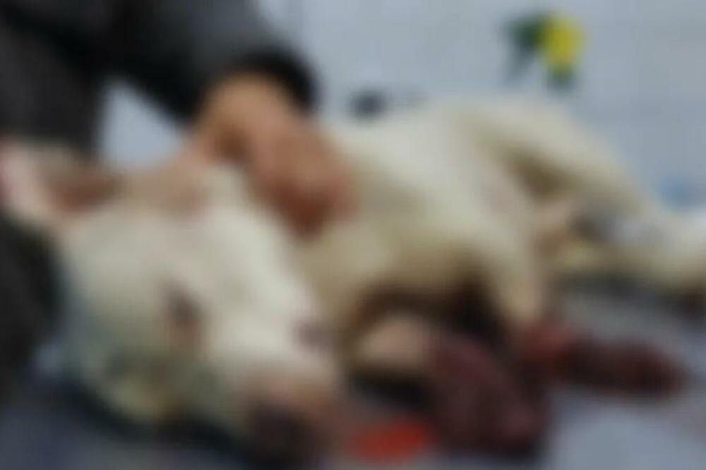 KAKO JE NEKO MOGAO DA URADI OVO?! Psu odsečene prednje šape, pa NEMILOSRDNO OSTAVLJEN DA KRVARI (UZNEMIRUJUĆI FOTO)