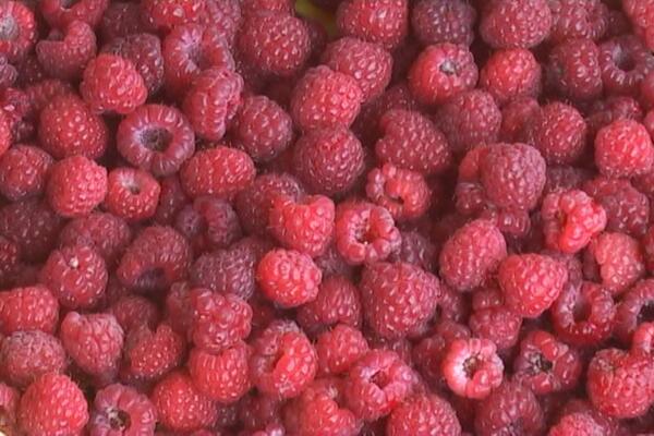 EVO KOLIKA JE CENA OVOGODIŠNJE MALINE: Berba počinje za mesec dana, hladnjačari u problemima zbog OVOGA