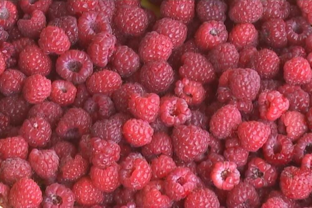 EVO KOLIKA JE CENA OVOGODIŠNJE MALINE: Berba počinje za mesec dana, hladnjačari u problemima zbog OVOGA