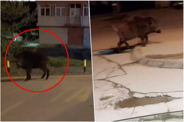ODOMAĆILA SE U KURŠUMLIJI: Divlja svinja šeta kao i svi ostali, ne plaši se ni auta, NI LJUDI! (FOTO)