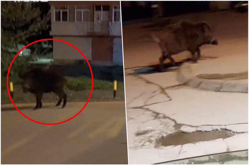 ODOMAĆILA SE U KURŠUMLIJI: Divlja svinja šeta kao i svi ostali, ne plaši se ni auta, NI LJUDI! (FOTO)