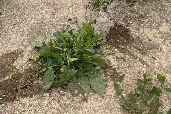 OVO JE NAJEFIKASNIJI NAČIN ZA UKLANJANJE KOROVA: Pre nego što krenete da radite TO zalijte BAŠTU i GLEDAJTE