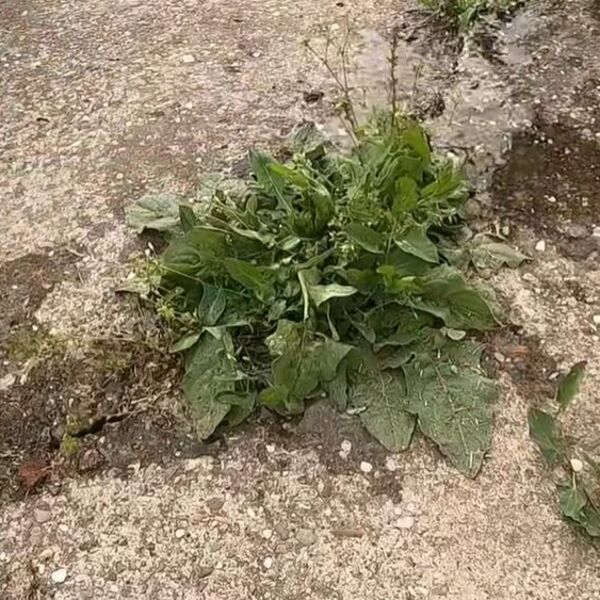 Korov vas izluđuje iz dana u dan? Ovaj domaći sprej od 3 sastojka ga uništava do korena i više se ne vraća