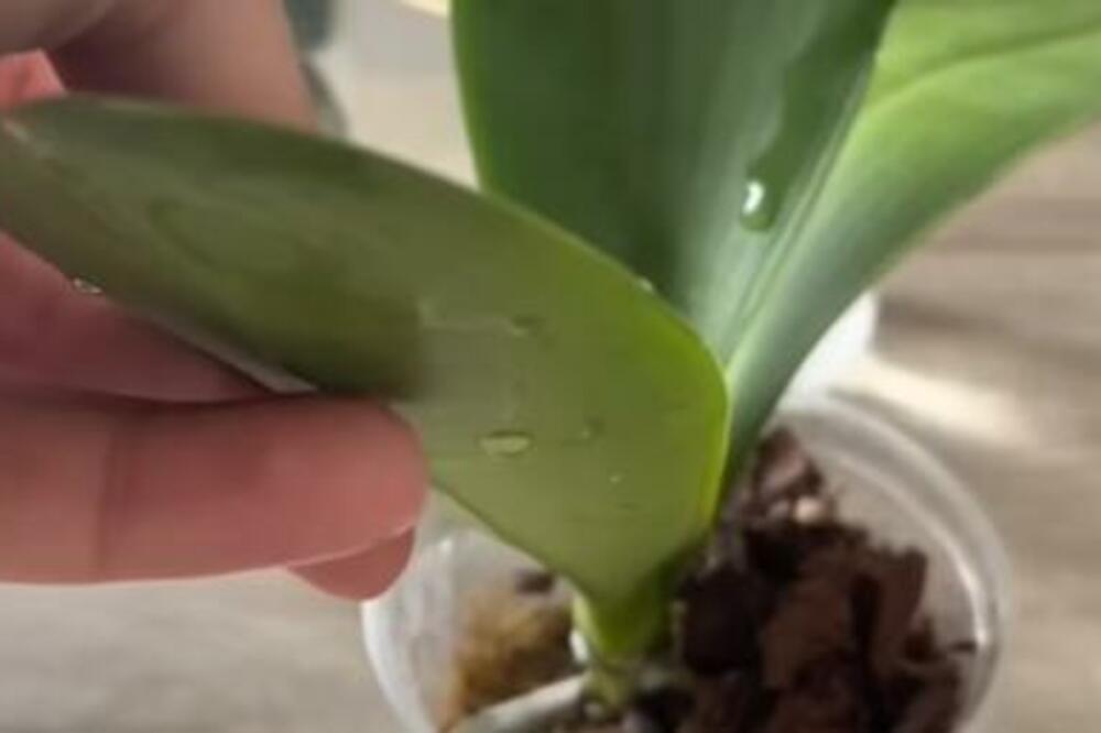 AKO JE ORHIDEJA KRENULA DA VENE MORATE DA URADITE 1 STVAR: Jedino tako ćete spasiti NAJLEPŠI CVET od PROPADANJA