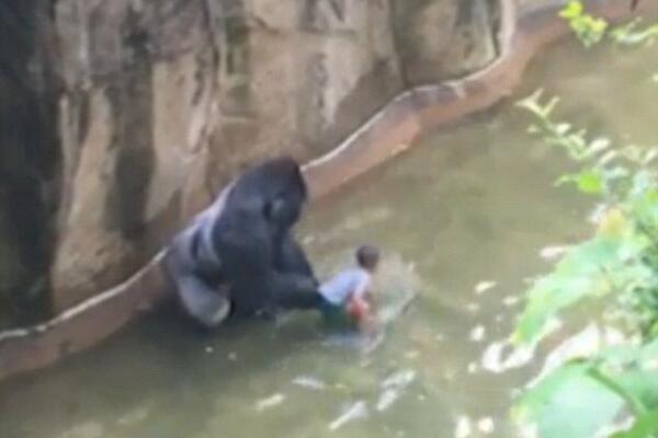 PRE PAR GODINA GORILA NAPALA DEČAKA KOJI JE UPAO U KAVEZ I VUKLA GA ZA SOBOM: To što je usledilo RAZBESNELO je SVET