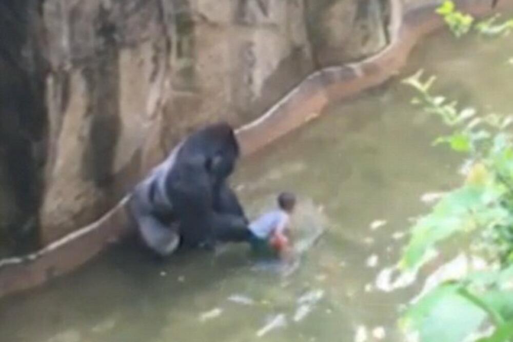 PRE PAR GODINA GORILA NAPALA DEČAKA KOJI JE UPAO U KAVEZ I VUKLA GA ZA SOBOM: To što je usledilo RAZBESNELO je SVET