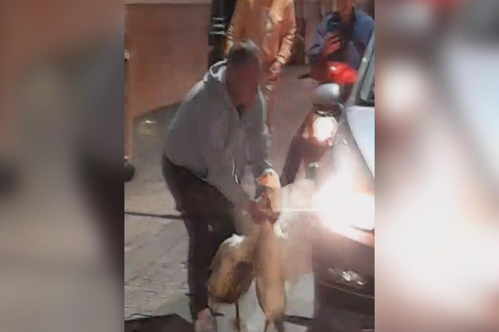 POBEGLE IZ KAVEZA, PA NAPRAVILE KARAMBOL: Vozači u Čačku nisu znali šta ih je snašlo (FOTO)