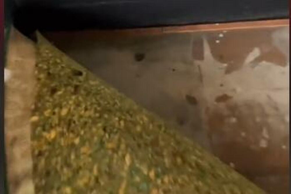 RENOVIRALI SU KUĆU PA OSTALI ŠOKIRANI ONIM ŠTO JE ISPOD TEPIHA: Kada su videli, ZALEDILA IM SE KRV (VIDEO)