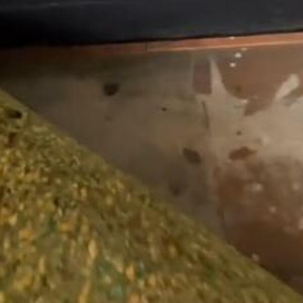 RENOVIRALI SU KUĆU PA OSTALI ŠOKIRANI ONIM ŠTO JE ISPOD TEPIHA: Kada su videli, ZALEDILA IM SE KRV (VIDEO)