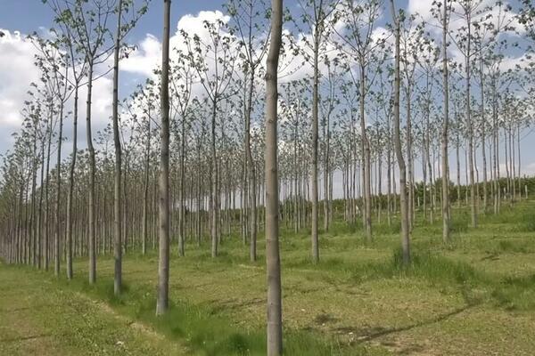 KAŽU DA ZARADA IDE I DO 50.000 EVRA PO HEKTARU: Isidor posadio OVO DRVO, a evo da li mu se ISPLATILO! (VIDEO)