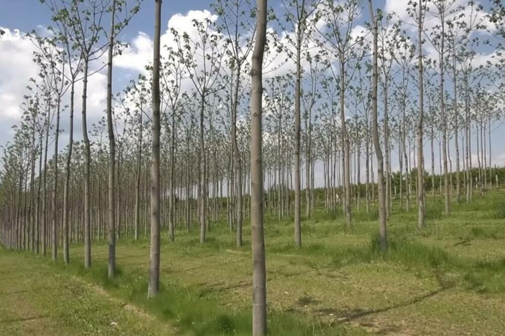 KAŽU DA ZARADA IDE I DO 50.000 EVRA PO HEKTARU: Isidor posadio OVO DRVO, a evo da li mu se ISPLATILO! (VIDEO)