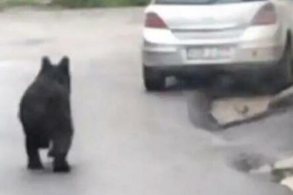 HTELA DA ODBRANI PSA, PA UDARALA MEDVEDA PO GLAVI: Pesničila se sa opakom ZVERI, evo i ko je izvukao DEBLJI KRAJ