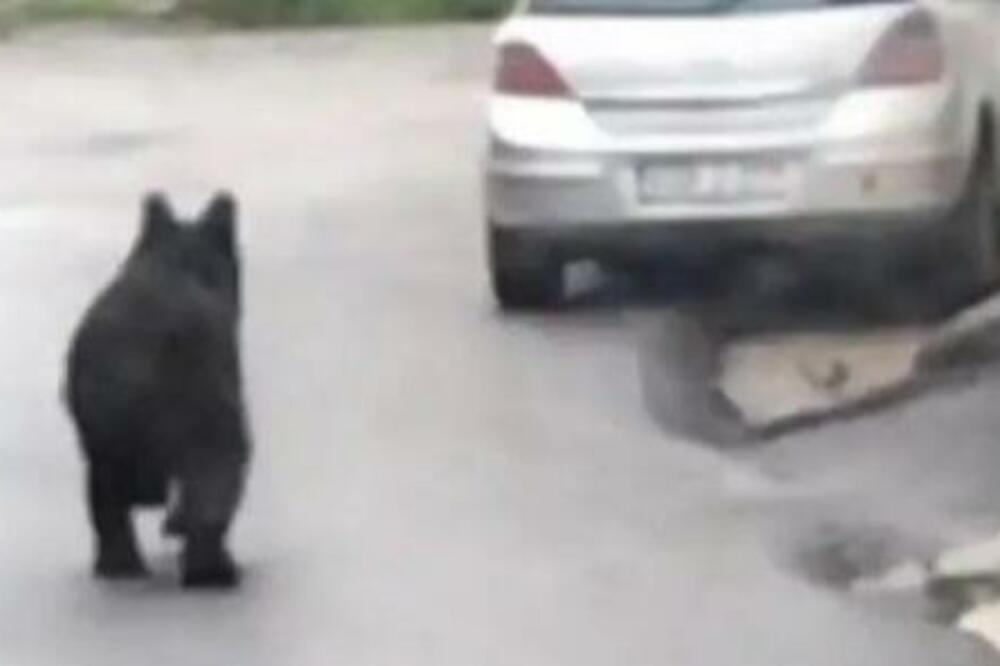 MEDVED SE PROŠETAO ULICAMA SARAJEVA: Lovačko društvo na terenu, grašani STRAHUJU, poznato kuda se UPUTIO! (VIDEO)