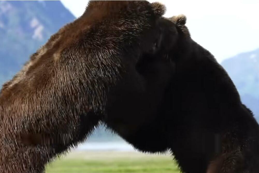 KRVOLOČNA BORBA DVA GRIZLIJA OKO ŽENKE: Osam minuta OPAKE BITKE kao u ringu (VIDEO)