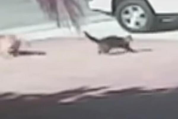 MAČKA JE PORED PUTA ČEKALA DA JE NEKO USVOJI: Kada je čovek otvorio vrata AUTOMOBILA nije verovao ŠTA VIDI (VIDEO)