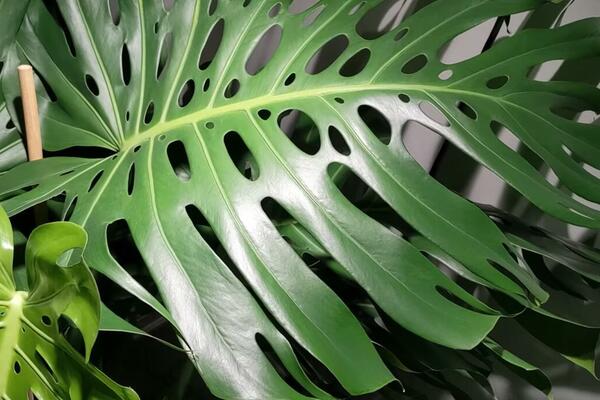 ZASADITE OVU BILJKU U KUĆI I PARE ĆE SAME DOLAZITI: Veruje se da PRIVLAČI NOVAC i DONOSI SREĆU, vredi PROBATI