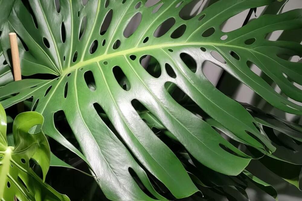 ZASADITE OVU BILJKU U KUĆI I PARE ĆE SAME DOLAZITI: Veruje se da PRIVLAČI NOVAC i DONOSI SREĆU, vredi PROBATI