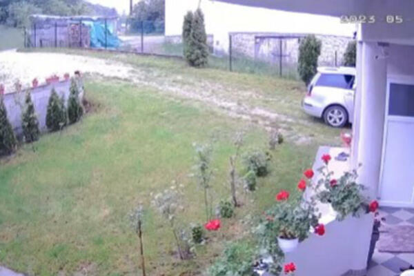 DIVLJA ZVER PROTRČALA KROZ DVORIŠTE, PRIZOR IZ NOVOG PAZARA DIGAO ZEMLJU NA NOGE: Kamera sve SNIMILA (VIDEO)