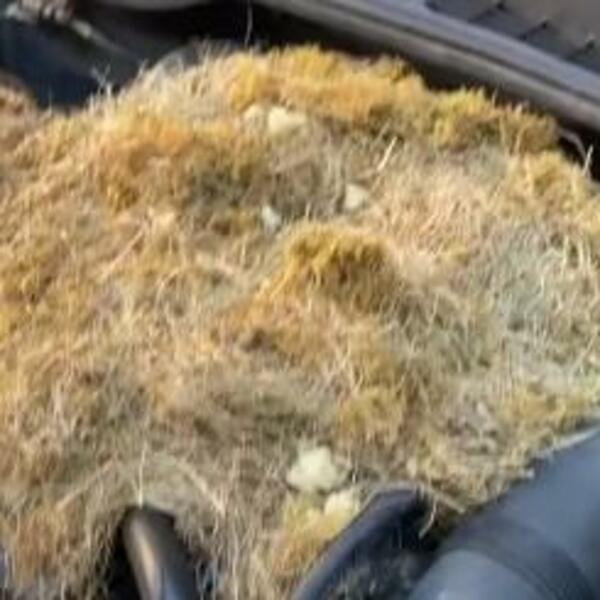 DANIMA MU JE NEŠTO SMRDELO U KOLIMA, A ONDA JE OTVORIO HAUBU: Ugledao je JEZIV prizor i zaledio se (VIDEO)