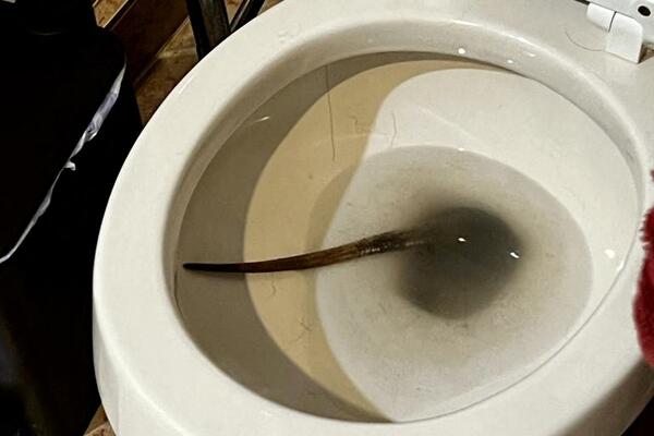 VIDEO REP KAKO SE MRDA U WC ŠOLJI, A NIJE NI ZMIJA NI PACOV: Čovek PREBLEDEO, šta je OVO?! (FOTO)